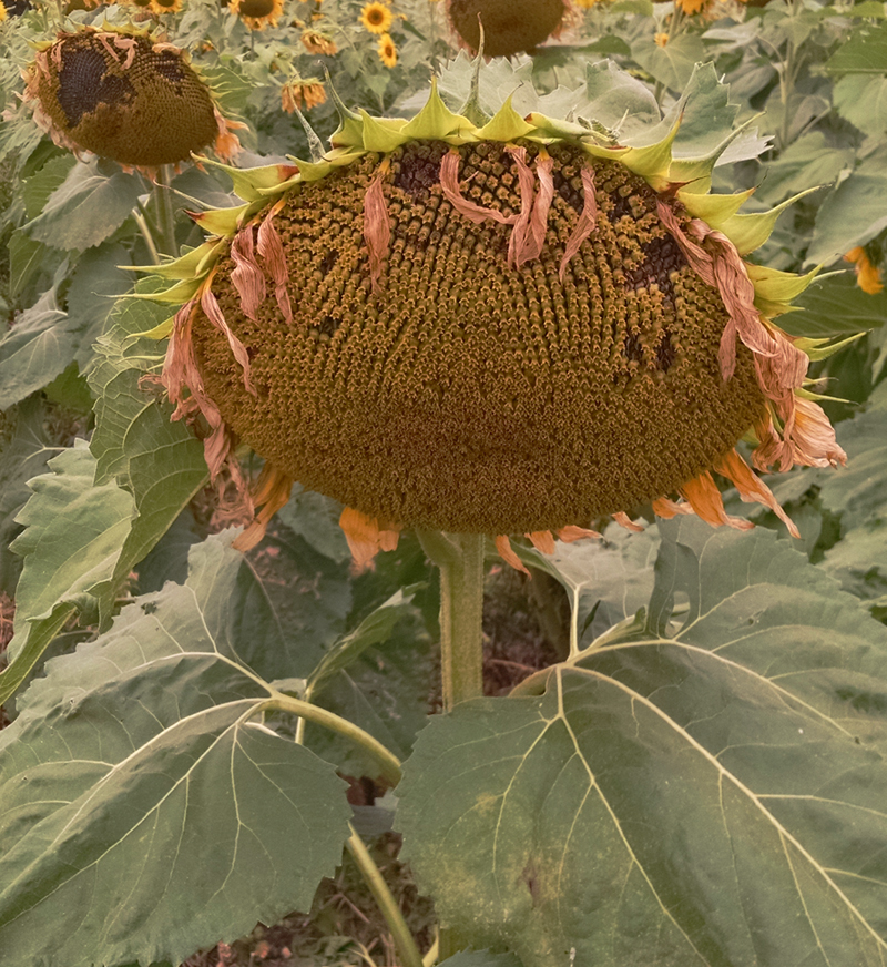 IMG_20170826_121151317